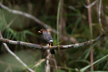 Garrulax mitratus or Chestnut-Capped Laughing Thrush, among the most common birds found in the Fraser Hill area. Pahang, Malaysia