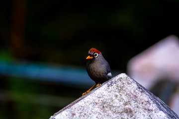 Garrulax mitratus or Chestnut-Capped Laughing Thrush, among the most common birds found in the Fraser Hill area. Pahang, Malaysia