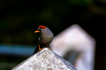 Garrulax mitratus or Chestnut-Capped Laughing Thrush, among the most common birds found in the Fraser Hill area. Pahang, Malaysia