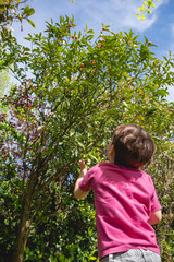 Unrecognizable boy taking fruits from a tree. Concept of lifestyle. 