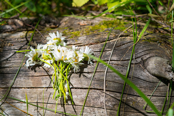 daisies flowers bouquet on aged gray tree trunk