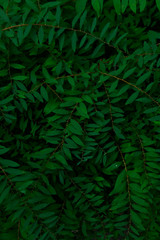 Naklejka na ściany i meble Green leaves texture background, cropped shot. Abstract nature background with a lot of copy space for text. Green leaves background.