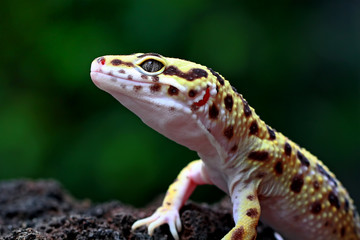leopard gecko, eublepharis macularius, tokay gecko lizard