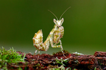 praying mantis