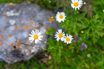 Fototapeta premium blooming daisies near gray stone