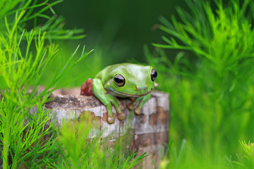 green tree frog, dumpy frog, papua green frog