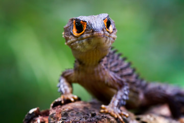 red eyed Crocodile skink lizard in the garden
