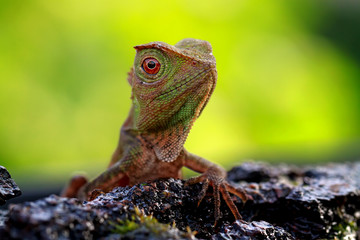 forest dragon on the branch of wood