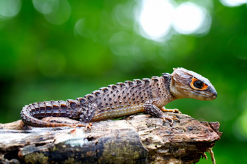 red eyed Crocodile skink lizard in the garden