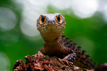 red eyed Crocodile skink lizard in the garden