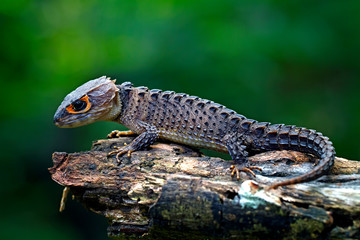 red eyed Crocodile skink lizard in the garden