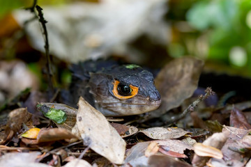 red eyed Crocodile skink lizard in the garden