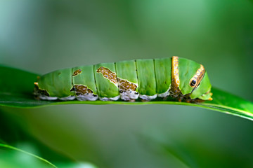 caterpillar on the leaf © Opayaza
