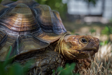 land turtle with large shell, Centrochelys sulcata african
