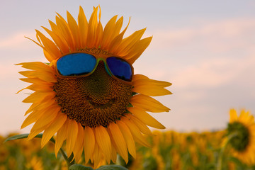 Orange sunflower with a smile in yellow sunglasses with blue glasses in a field of sunflowers