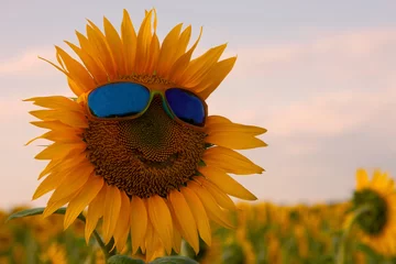 Gardinen Orange sunflower with a smile in yellow sunglasses with blue glasses in a field of sunflowers © Julijah