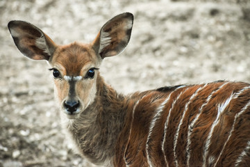 portrait of a deer
