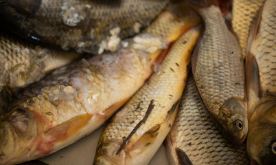 Fresh fish on ice on the market. Fresh river fish. Seafood