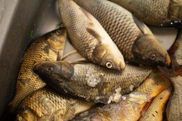 Fresh fish on ice on the market. Fresh river fish. Seafood