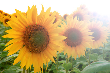 Three orange sunflowers in one row descending in size on the first, second and third place