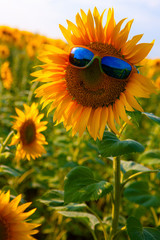 Orange sunflower with a smile in yellow sunglasses with blue glasses in a field of sunflowers