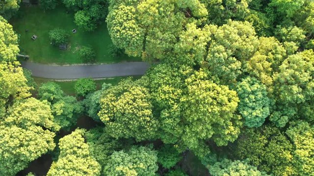 a slow aerial top down drone shot over green trees in a park on a sunny evening with a single empty pathway in view below the trees