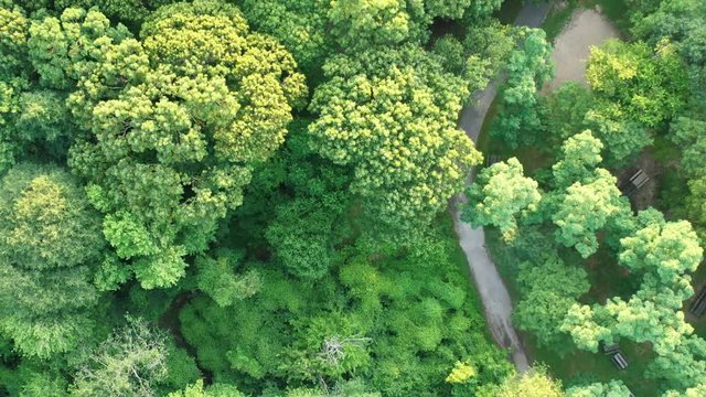 a slow, dramatic, aerial top down shot over green trees in a park, on a sunny day with narrow asphalt pathways below