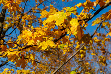 Fototapeta na wymiar Yellow autumn leaves of maple tree close-up