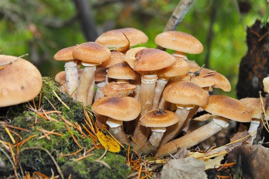 A bunch of small young honey agarics armillaria,grow on moss in natural conditions on the background of green forest.