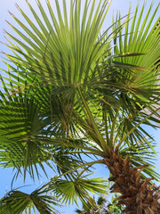 Fototapeta premium View to green palm.