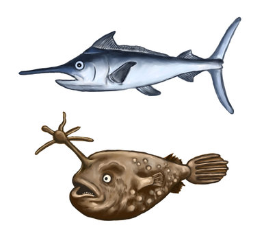 カジキマグロとチョウチンアンコウ Stock イラスト Adobe Stock