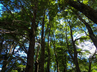 Bosque Sur Chile