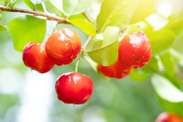 Acerola cherry of thailand on three. Select  focus, Barbados cherry, Malpighia emarginata, high vitamin . Acerola fruit.