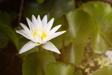Beautiful White lotus Water lily with green leaves in pond