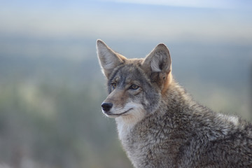 portrait of a beautiful coyote, with soft background, copy space