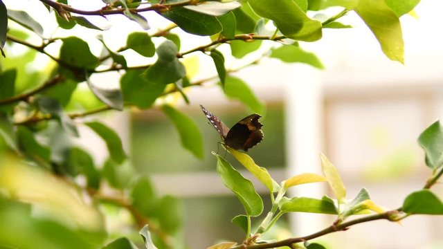 Garden Commodore Butterfly sits on green leaf near a white framed house window. Opens and closes wings slowly.