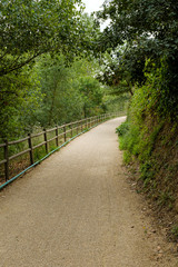 Obraz premium Outdoor hiking walkway path in the middle of a green rainforest