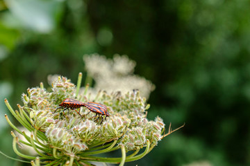 Couple of ladybugs on a flower macro still