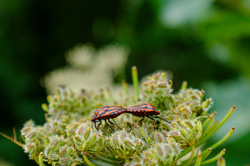 Two ladybugs together on a green herb macro still