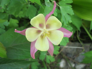 flowers garden nature beauty wonder nature a life