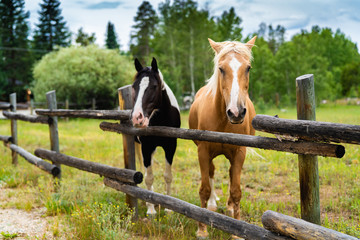 Two horses behind the fence