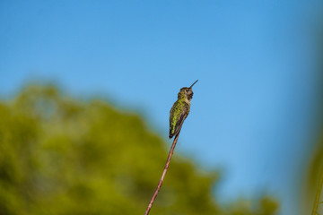 one beautiful Ana's hummingbird resting on the tip of a twig under the sun  with blurry blue sky and green trees background