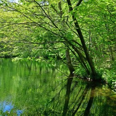 新緑に包まれた森林公園の情景＠北海道