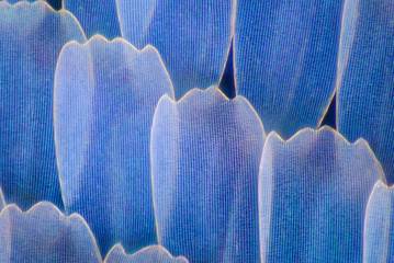 Extreme magnification - Butterfly wingm Blue morpho wing, 100:1 magnification