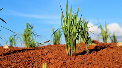 rice sprouts in thailand , young plant, sprout