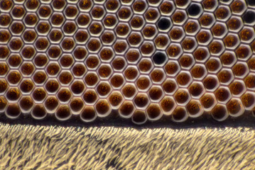 Extreme magnification - Fly compound eye at microscope