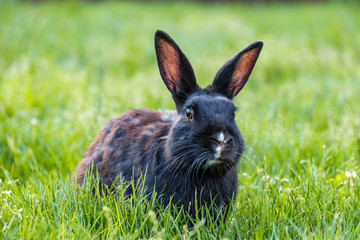 close up portrait of one cute black rabbit laying on green grass field in the park chewing some grasses in its mouth while staring at you