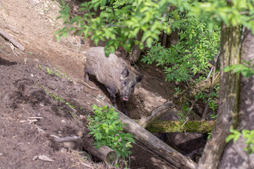Fototapeta na wymiar Wild boar walking on the ground in nature , closeup