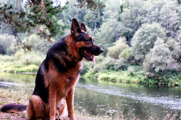 Dog German Shepherd in a forest in a summer