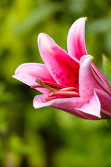 Fototapeta premium one beautiful pink lily flower blooming under the sun with blurry green background
